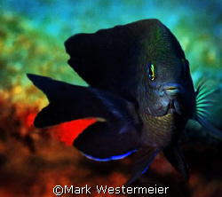Face to Face - Image taken near Isla Mujeres with a Nikon... by Mark Westermeier 